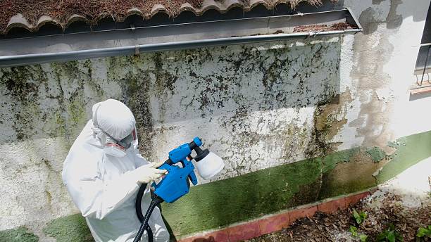 Top rated local Mold Remediation specialists in McLean, VA